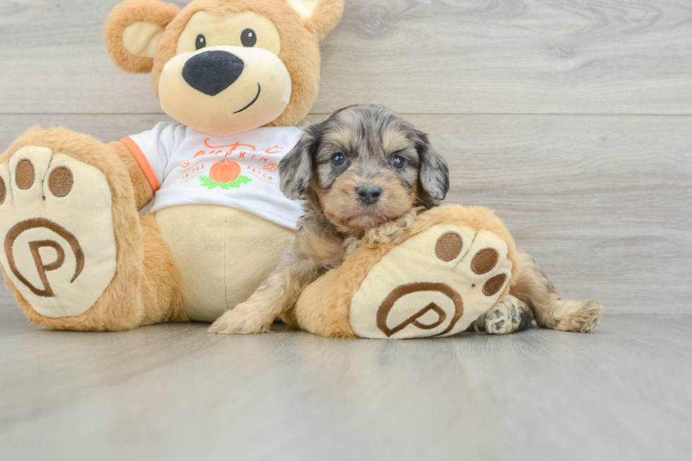 Cavapoo Pup Being Cute