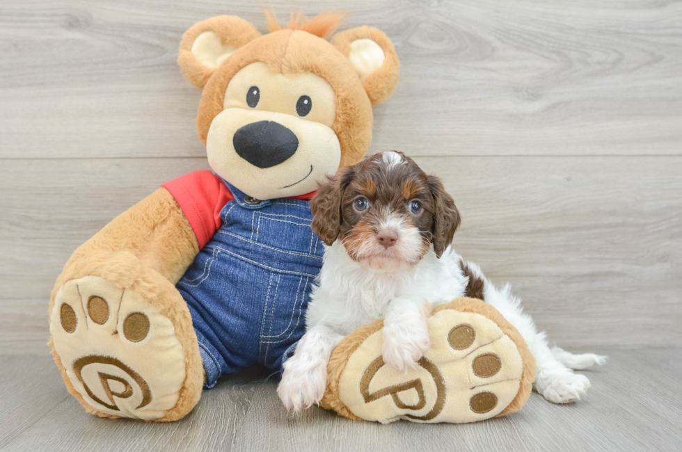 7 week old Cavapoo Puppy For Sale - Simply Southern Pups