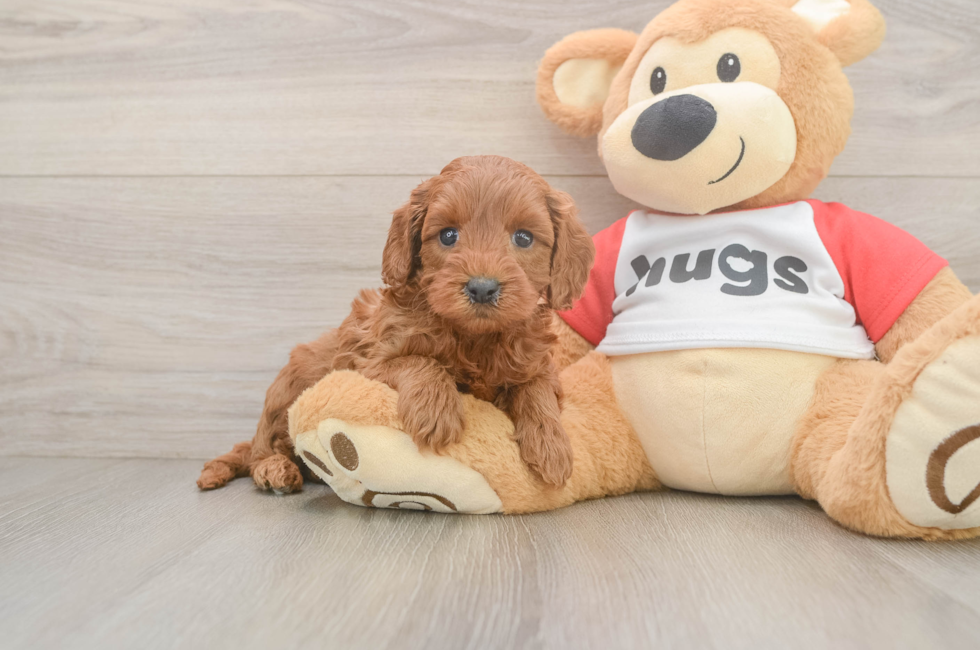 5 week old Cavapoo Puppy For Sale - Simply Southern Pups