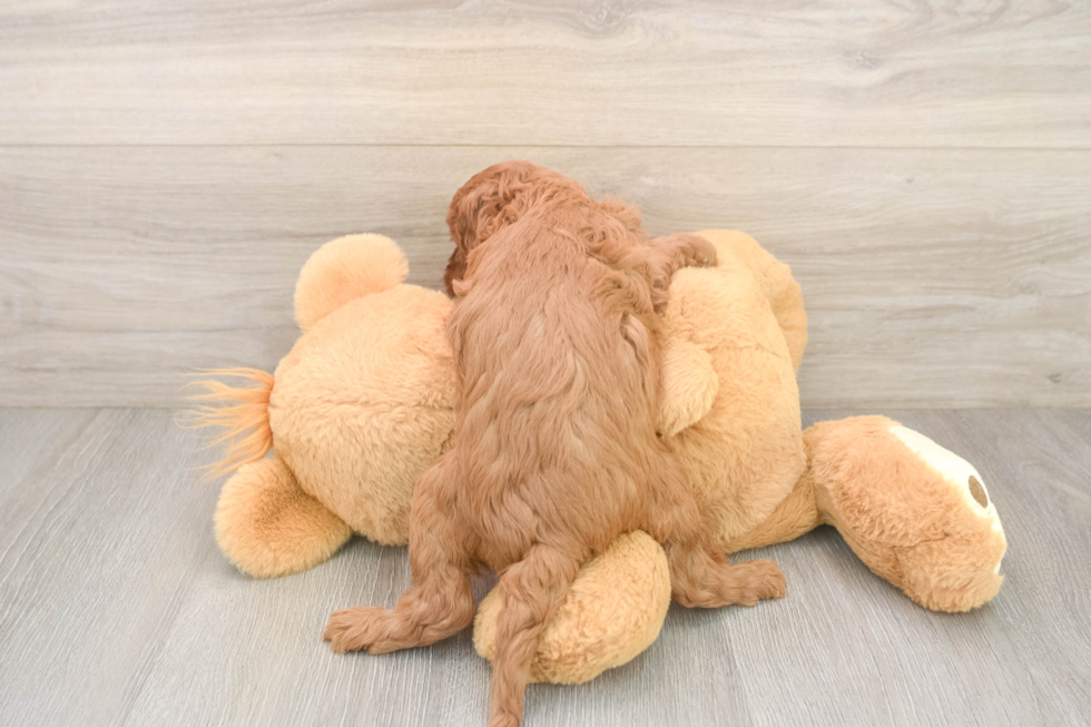 Best Cavapoo Baby