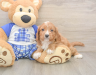 7 week old Cavapoo Puppy For Sale - Simply Southern Pups