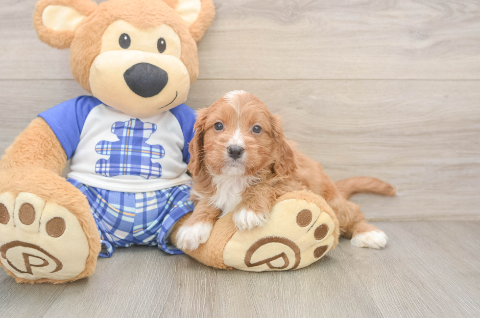 5 week old Cavapoo Puppy For Sale - Simply Southern Pups