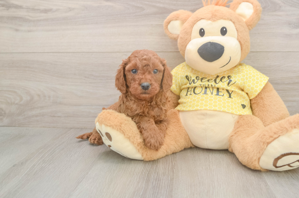 5 week old Cavapoo Puppy For Sale - Simply Southern Pups
