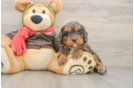 Cavapoo Puppy for Adoption