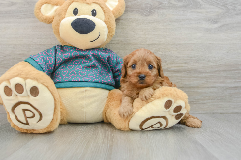 6 week old Cavapoo Puppy For Sale - Simply Southern Pups