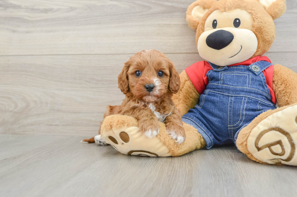 5 week old Cavapoo Puppy For Sale - Simply Southern Pups