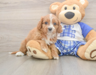 7 week old Cavapoo Puppy For Sale - Simply Southern Pups