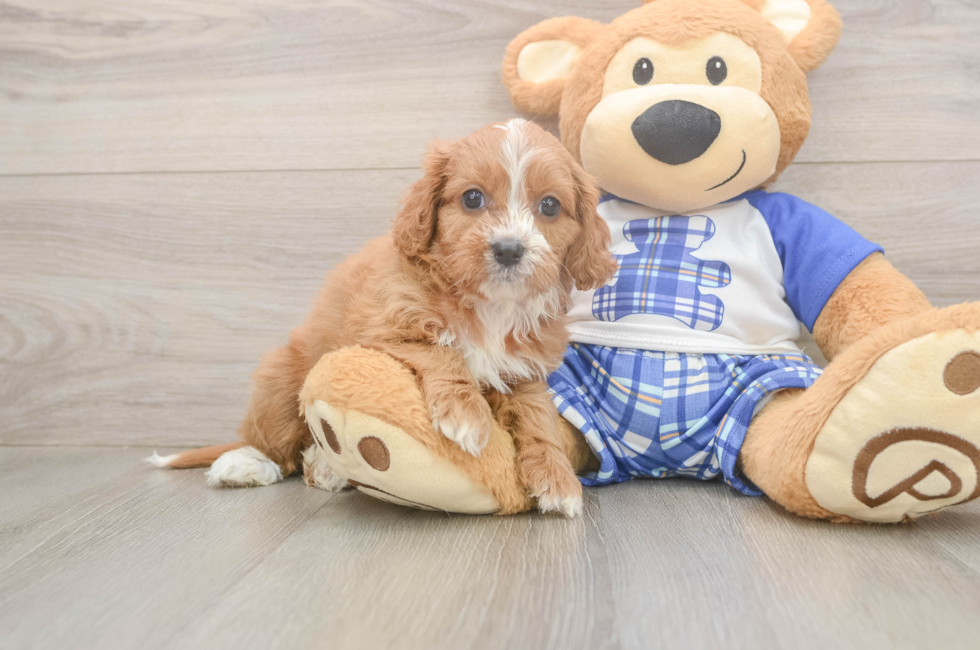 5 week old Cavapoo Puppy For Sale - Simply Southern Pups