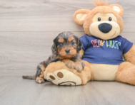 9 week old Cavapoo Puppy For Sale - Simply Southern Pups