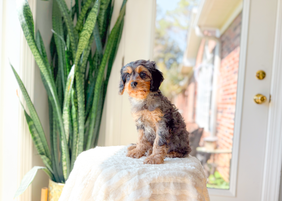 Cavapoo Puppy for Adoption