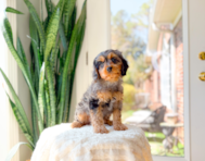 9 week old Cavapoo Puppy For Sale - Simply Southern Pups