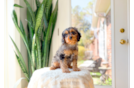 Cavapoo Puppy for Adoption