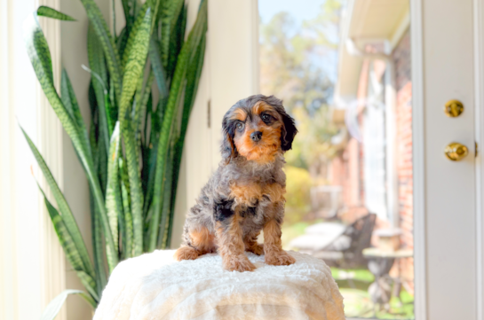 Cavapoo Puppy for Adoption