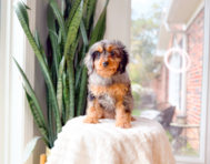 11 week old Cavapoo Puppy For Sale - Simply Southern Pups