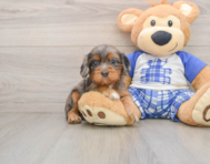 8 week old Cavapoo Puppy For Sale - Simply Southern Pups