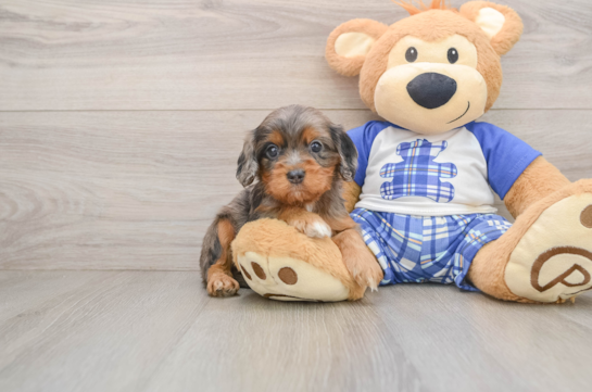 Cavapoo Pup Being Cute
