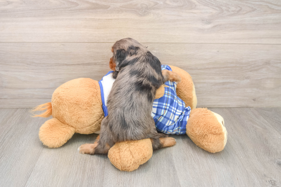 Little Cavipoo Poodle Mix Puppy