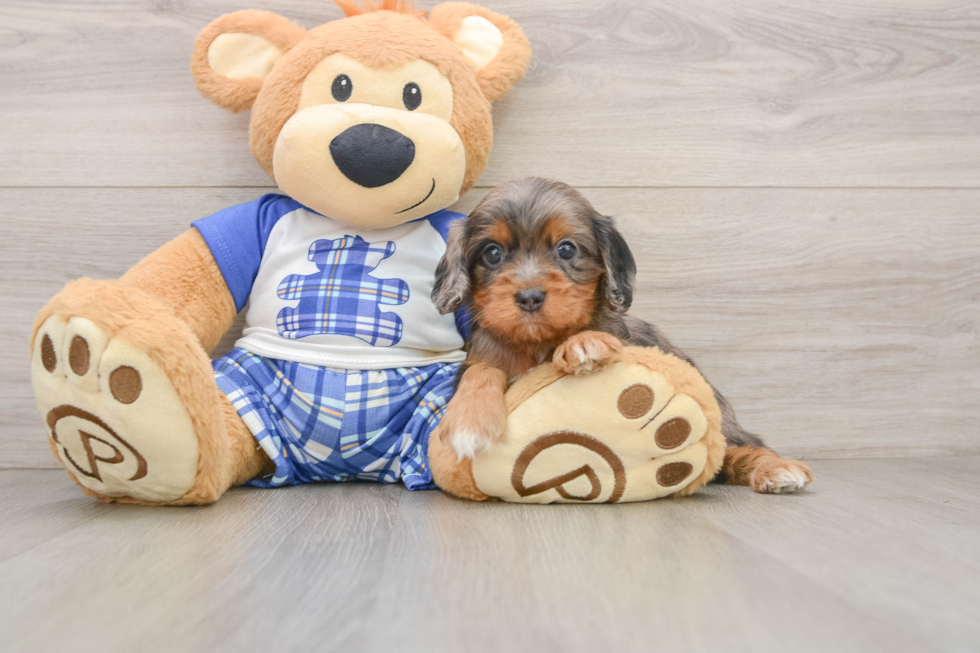 Best Cavapoo Baby