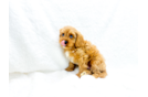 Cute Cavapoo Poodle Mix Pup