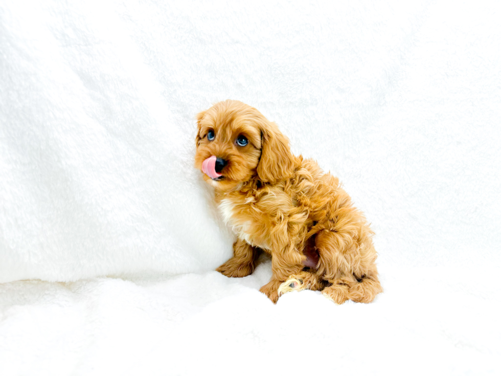 Cute Cavapoo Poodle Mix Pup