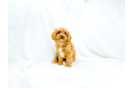 Cavapoo Pup Being Cute