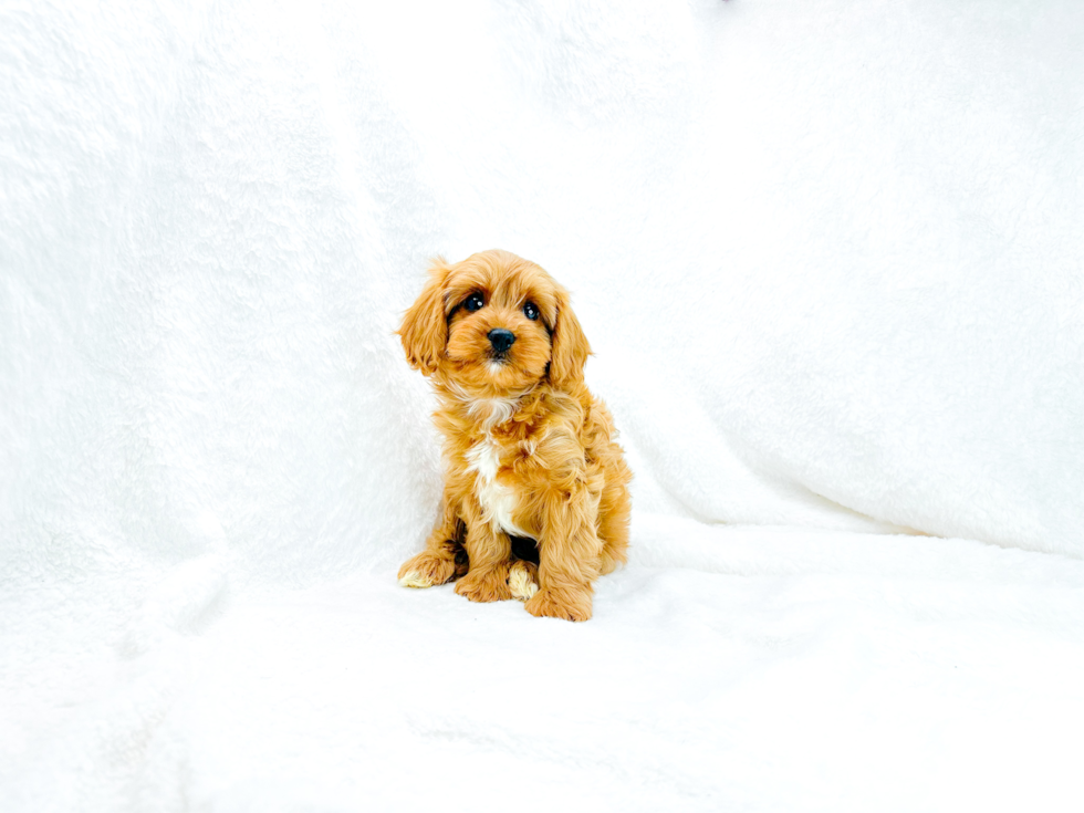 Cavapoo Pup Being Cute