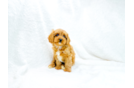 Best Cavapoo Baby