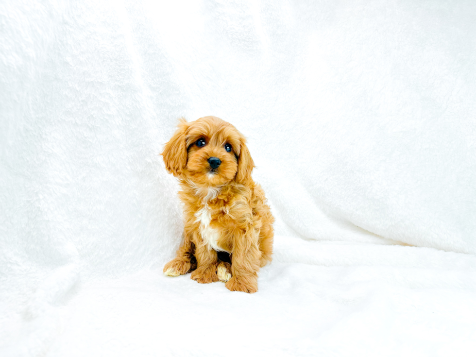 Best Cavapoo Baby