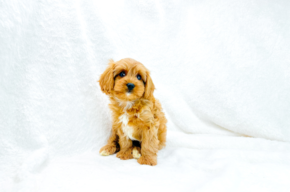 9 week old Cavapoo Puppy For Sale - Simply Southern Pups