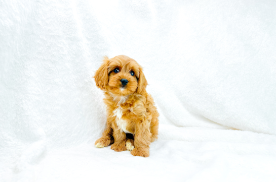 Best Cavapoo Baby