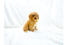 Cute Cavapoo Poodle Mix Pup