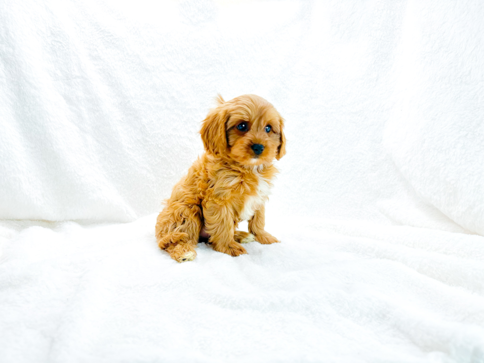 Cute Cavapoo Poodle Mix Pup