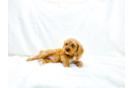 Cute Cavapoo Poodle Mix Pup