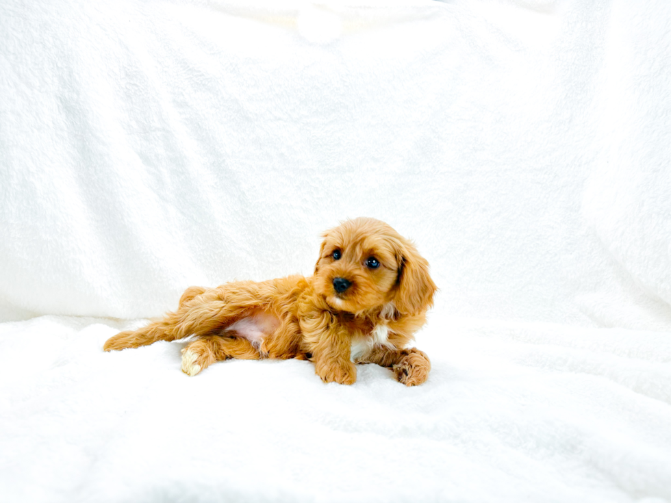 Cute Cavapoo Poodle Mix Pup