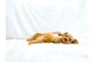 Cavapoo Puppy for Adoption