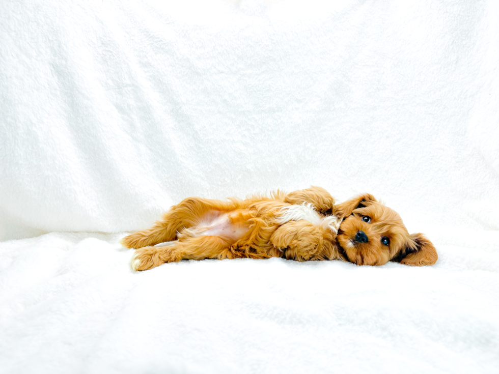 Cavapoo Puppy for Adoption