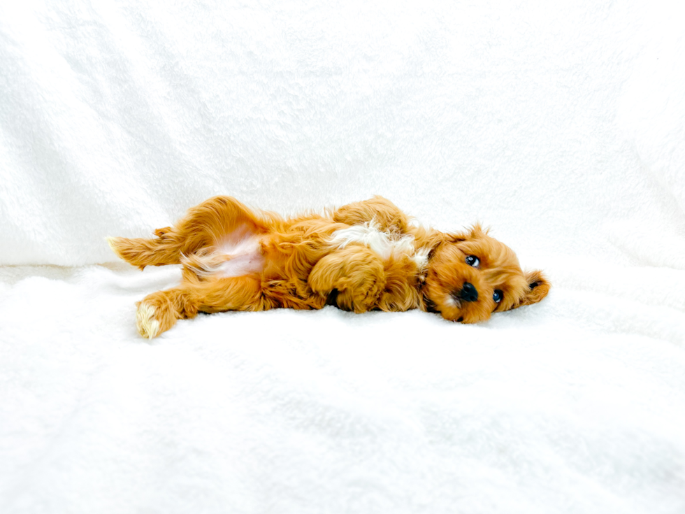 Cute Cavapoo Baby