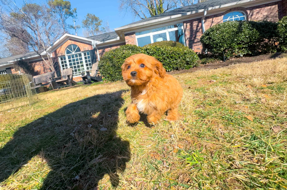 10 week old Cavapoo Puppy For Sale - Simply Southern Pups