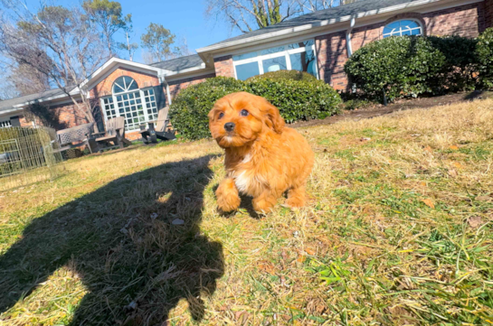 Cute Cavapoo Baby