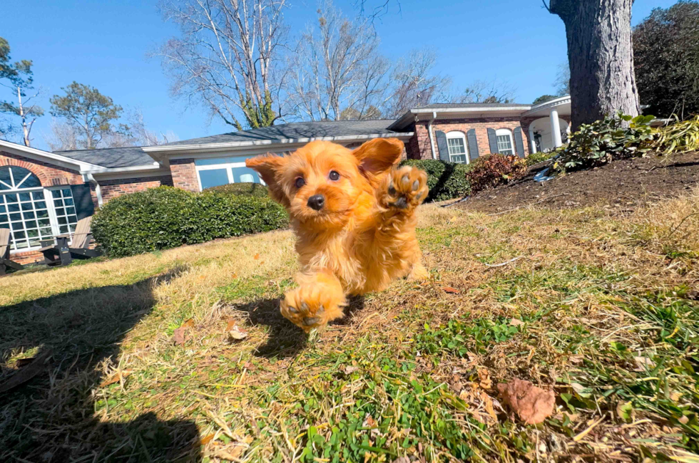 12 week old Cavapoo Puppy For Sale - Simply Southern Pups