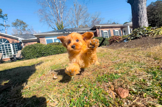 Cute Cavapoo Baby