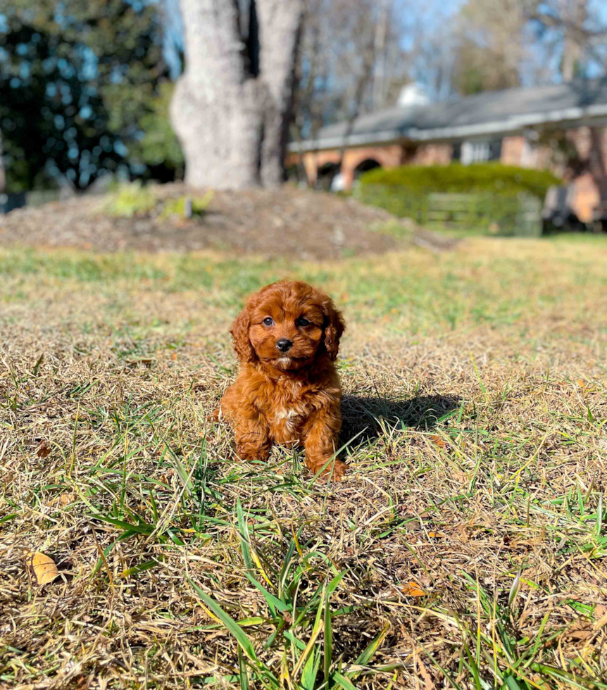 Cavapoo Pup Being Cute