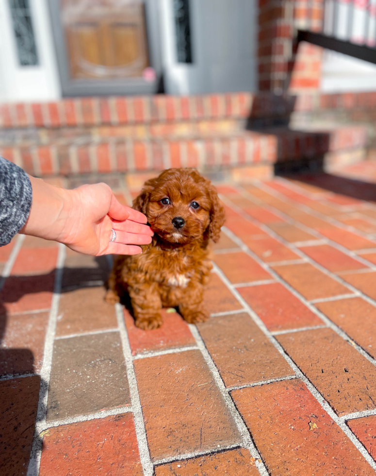 Cavapoo Puppy for Adoption