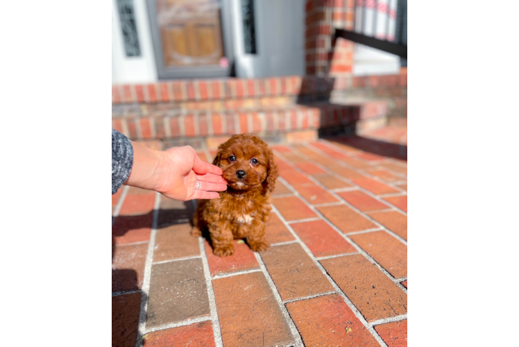 Cavapoo Puppy for Adoption