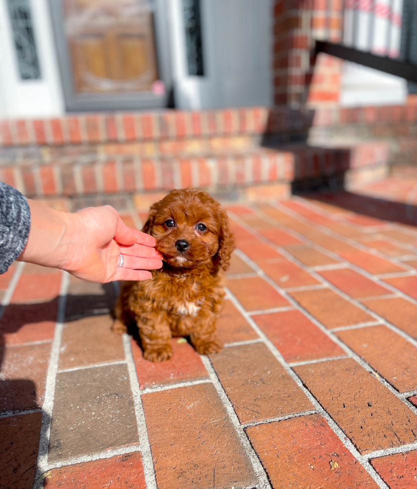 Cavapoo Puppy for Adoption