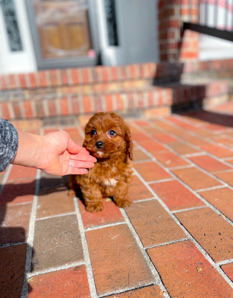Cute Cavapoo Baby