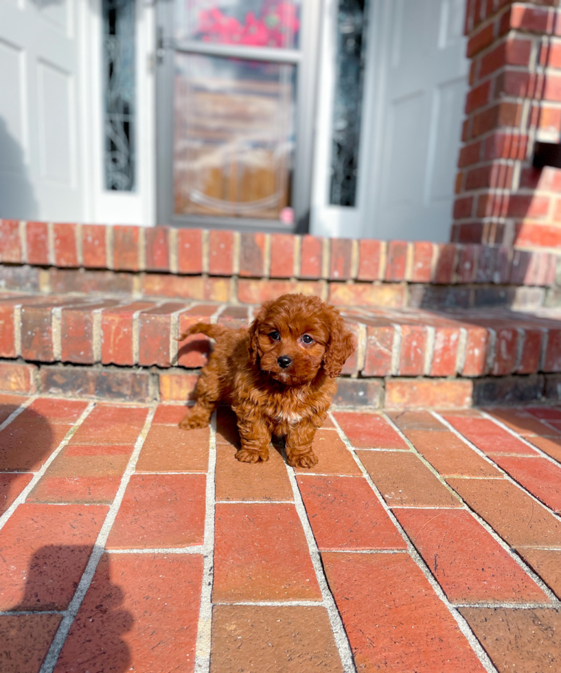 Cute Cavapoo Baby