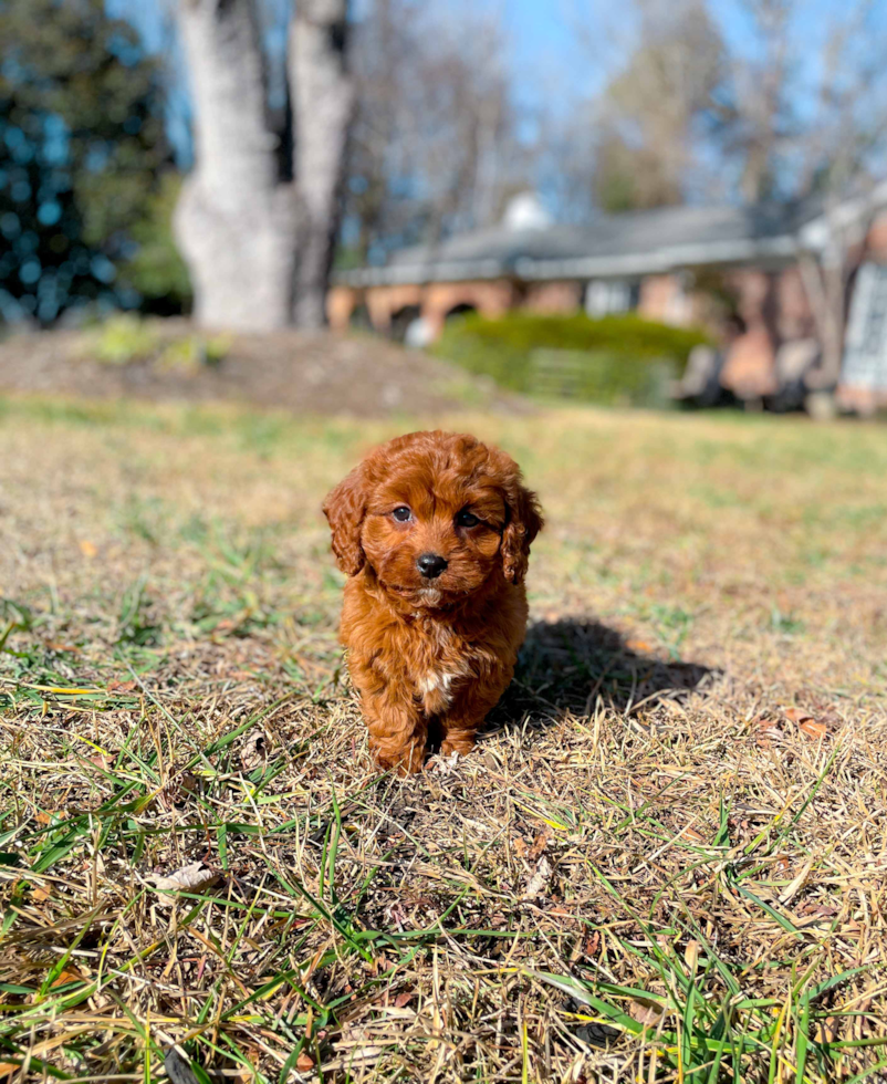 Cute Cavapoo Baby
