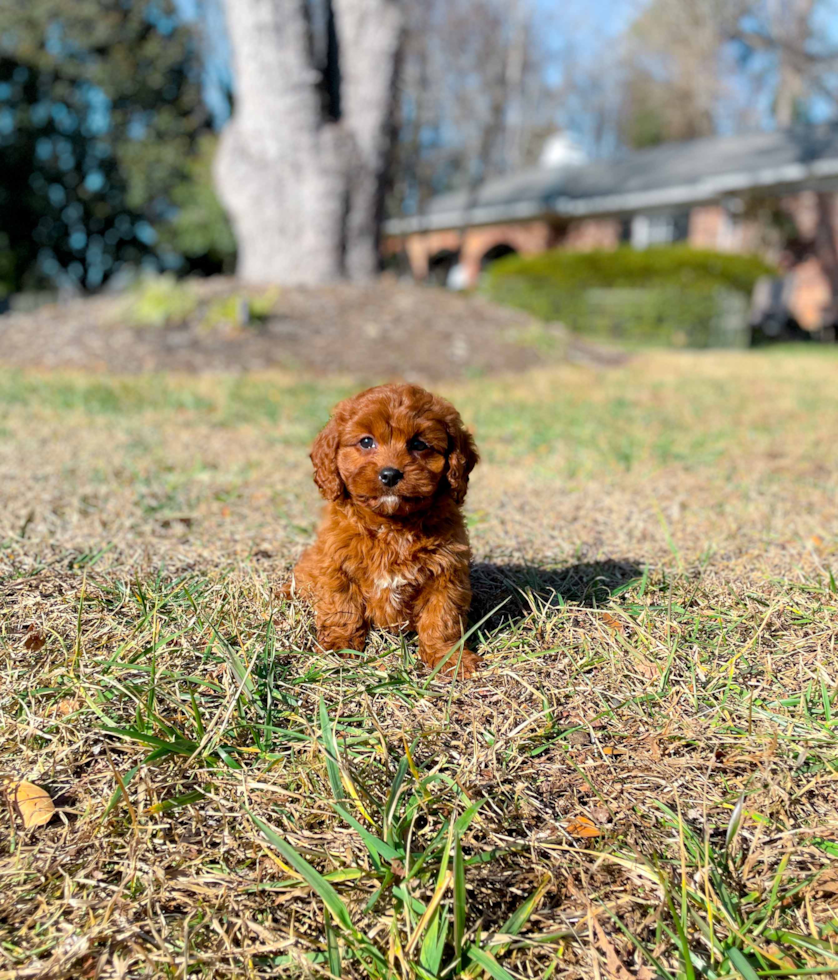 Cavapoo Puppy for Adoption