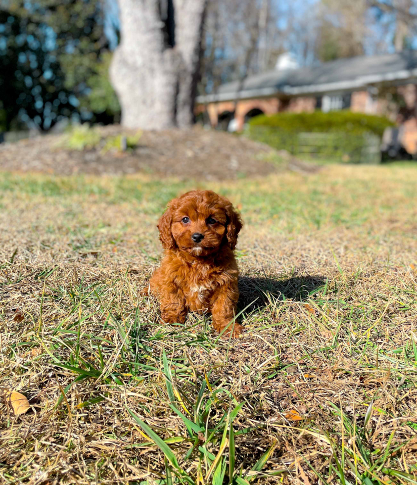 Cavapoo Pup Being Cute